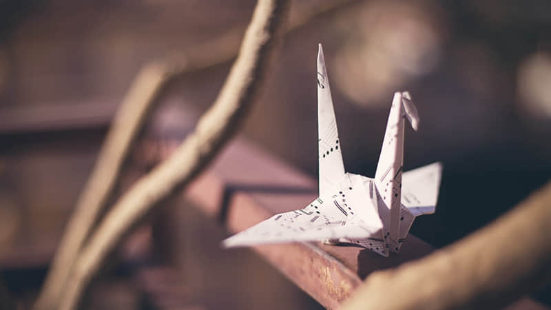 得了狂犬病的猫能活多久-得了狂犬病的猫会让人摸吗