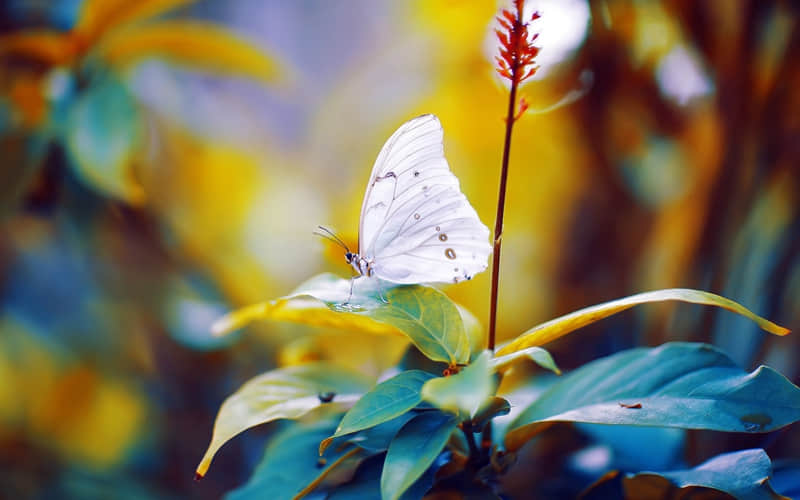 饺子皮能放多久-饺子皮放多久会干