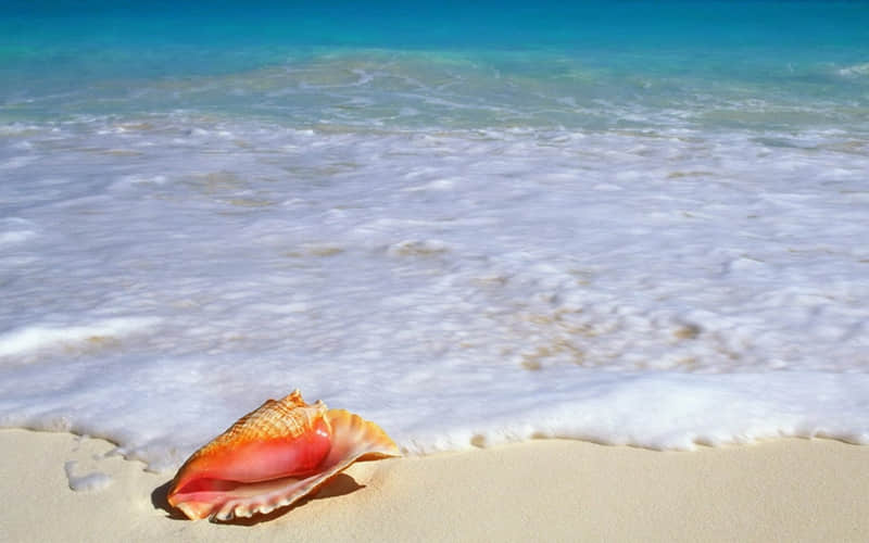 手被猫抓出血了怎么办-手被猫抓出血了没事吧