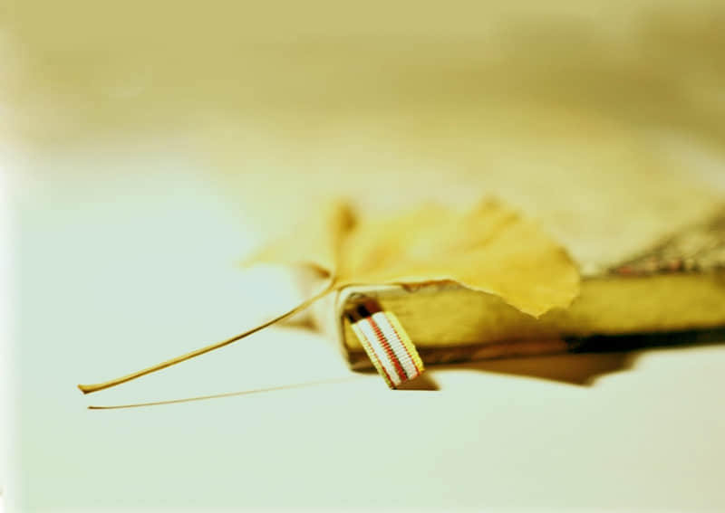 女生为什么不能去上坟-女生为什么不能吃黑莓