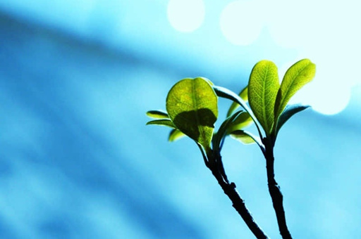 苹果恢复密钥在哪里找-苹果的恢复密匙