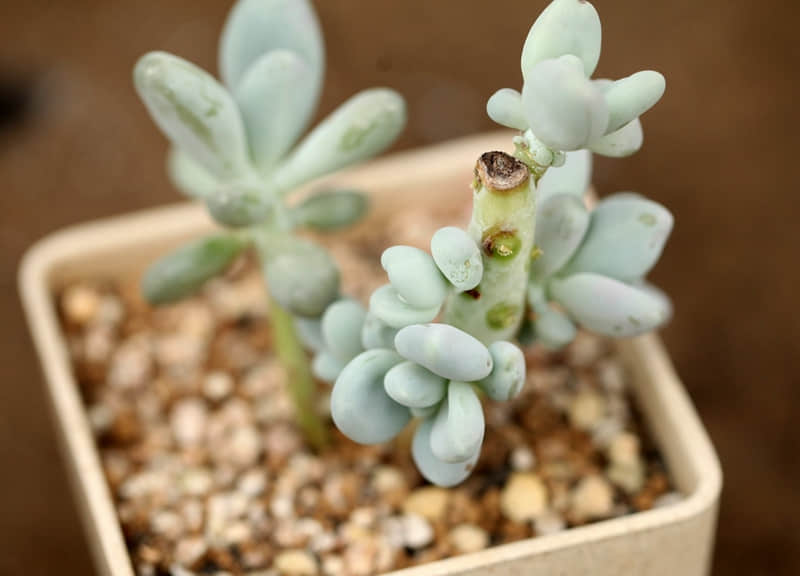 酸性蔬菜有哪些-酸性蔬菜有哪些食物有哪