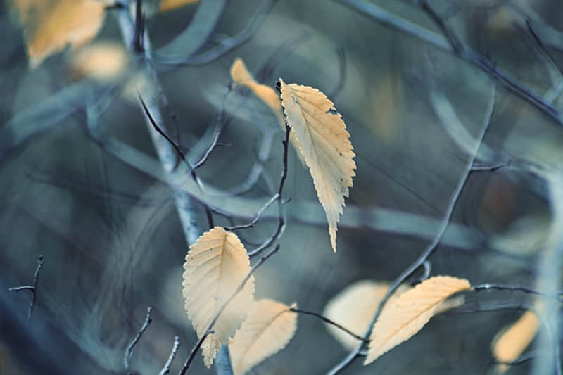 头发为什么会变白-头发为什么会变得越来越细软