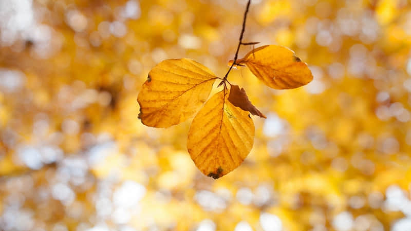 夏天过了哪个节气凉快-夏天过了哪个节气白天短了