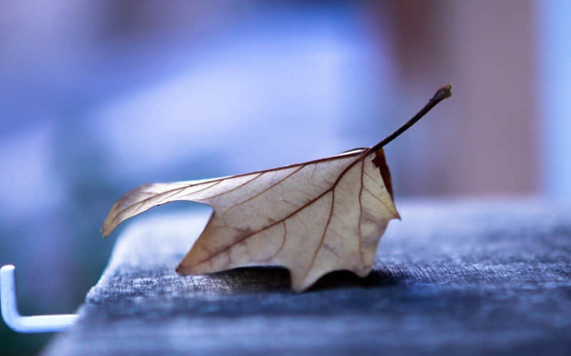 梅瓶为什么叫梅瓶-梅瓶的由来