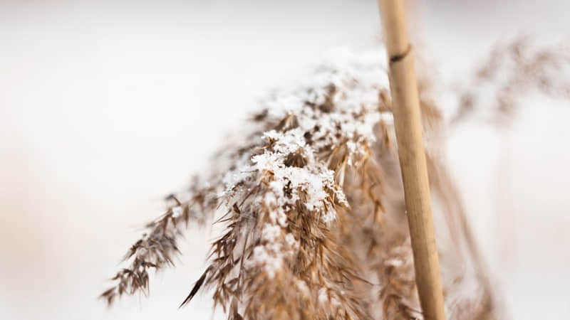 牛肉哪里的肉最嫩-牛肉哪里的肉最软