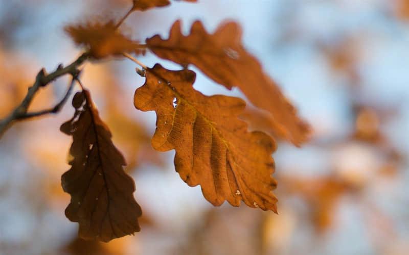 肺上有炎症怎么办-肺上有炎症怎么消炎