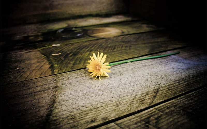 欢喜密探哪里能看全集-欢喜密探怎么样