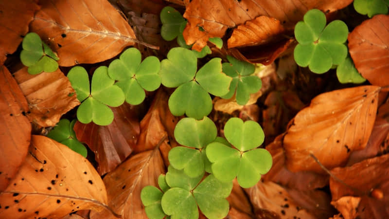 早产儿在家该如何护理-早产婴儿怎么照顾