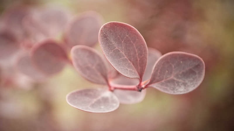 被蚂蚁蛰了红肿怎么办-被蚂蚁蛰了会肿吗