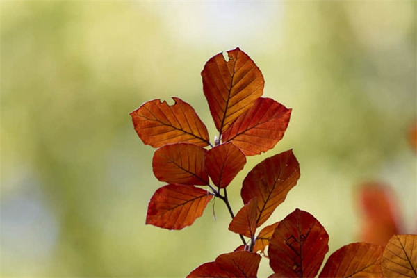 为什么会有脚臭-为什么会有脚臭的原因