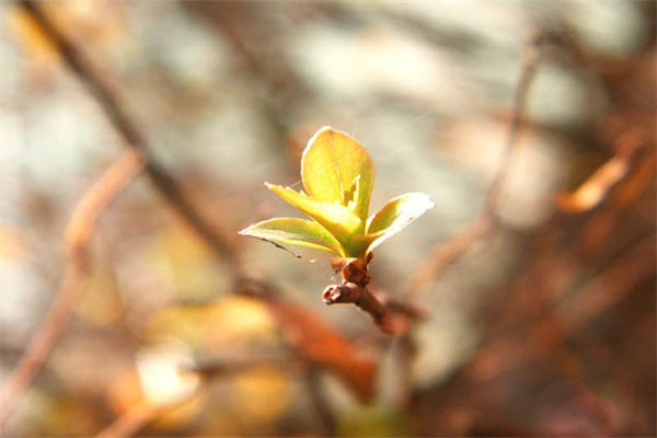 喜爱夜蒲哪里可以看完整版-喜爱夜蒲3讲什么